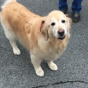 Meet your Posher, Cherry